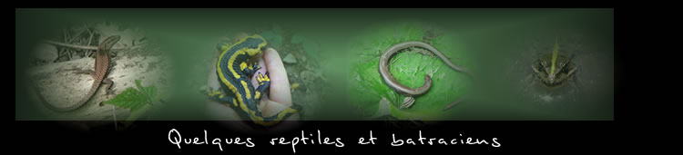 Reptiles...