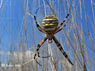Argyope fascie Argiope bruennichi