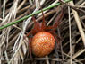 Epeire alsine Araneus alsine 