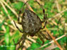 Epeire diadme Araneus diadematus
