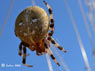 Epeire  quatre points Araneus quadratus 