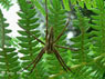 Pisaure admirable Pisaura mirabilis 
