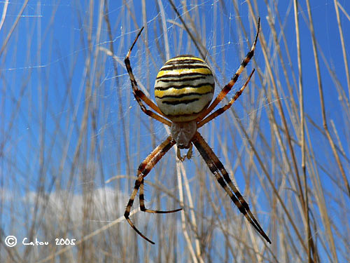 Argyope fascie Argiope bruennichi