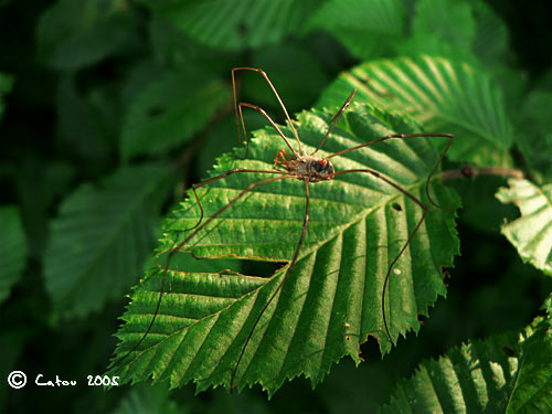 Phalangium opilio 