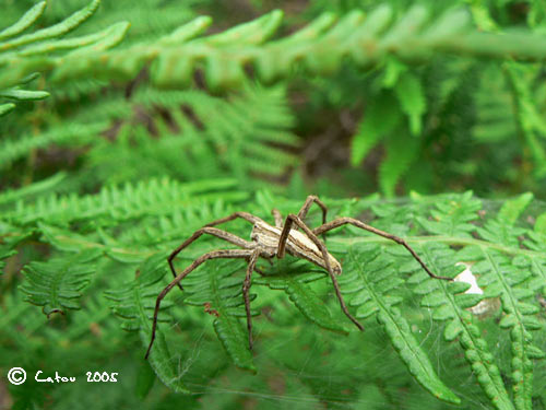 Pisaure admirable Pisaura mirabilis 