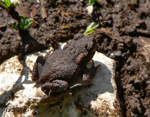 Alyte accoucheur Alytes obstetricans 