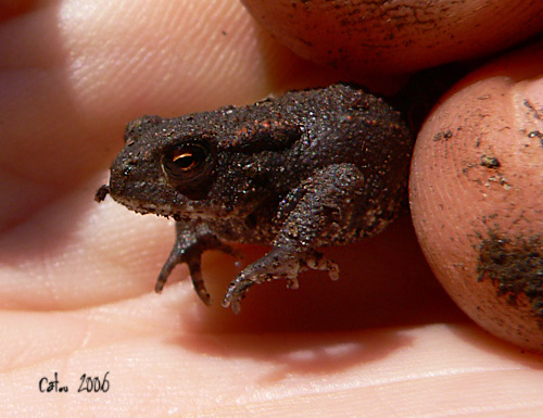 Alyte accoucheur Alytes obstetricans 