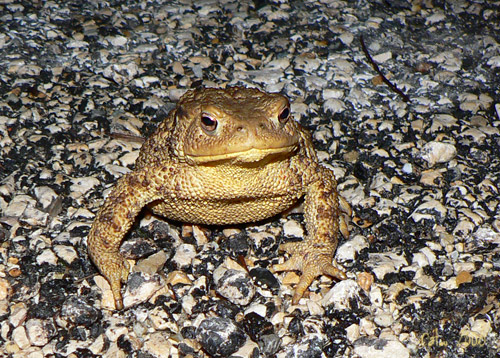 Crapaud commun Bufo bufo