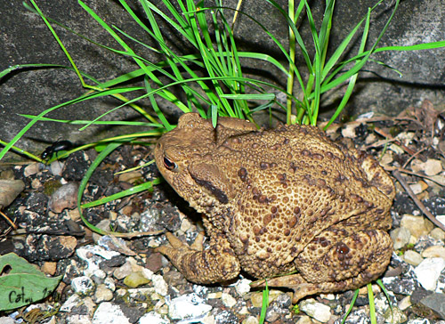 Crapaud commun Bufo bufo