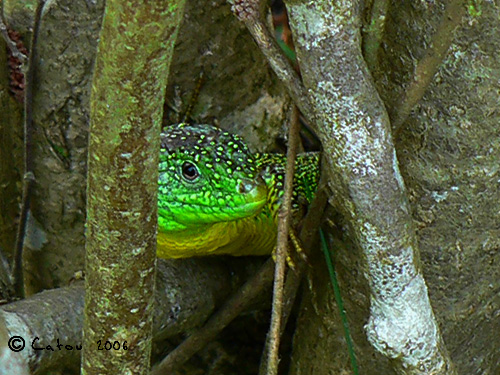 Lzard vert occidental Lacerta (viridis)ilineata