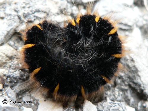 Bombyx de la ronce Macrothylacia rubi