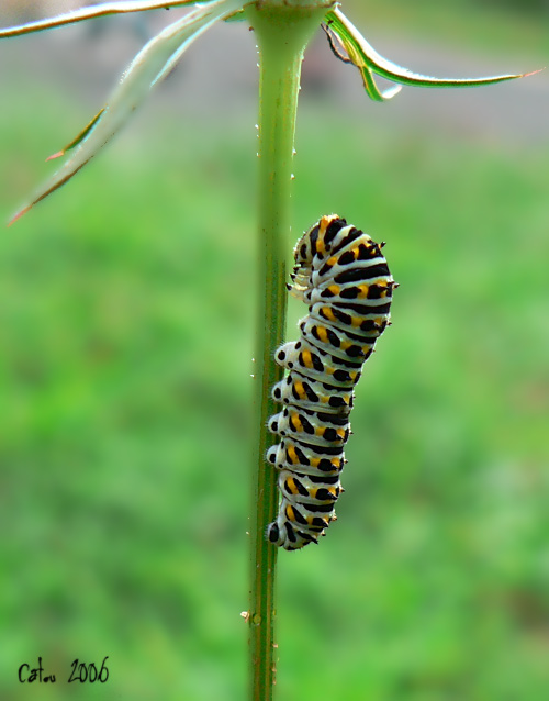 Le Machaon Papilio machaon 