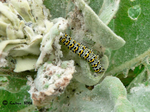 Cucullie du Bouillon-blanc Cucullia verbasci 