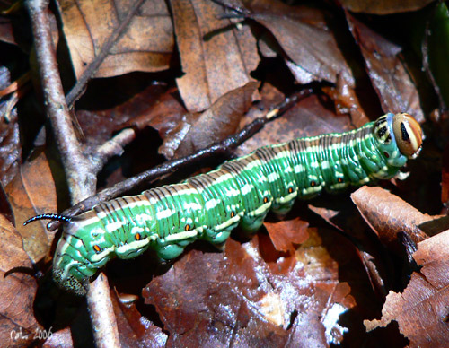 Le Sphinx du pin Hyloicus pinastri