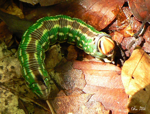 Le Sphinx du pin Hyloicus pinastri