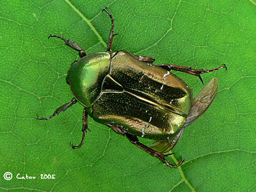 La Ctoine dore Cetonia aurata