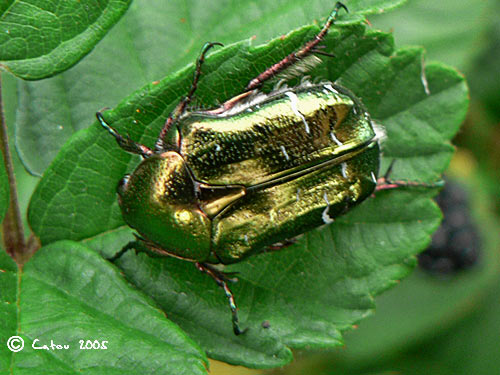 La Ctoine dore Cetonia aurata