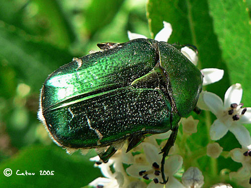 La Ctoine dore Cetonia aurata