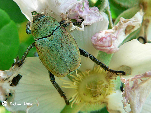 L'Hoplie Argente Hoplia argentea