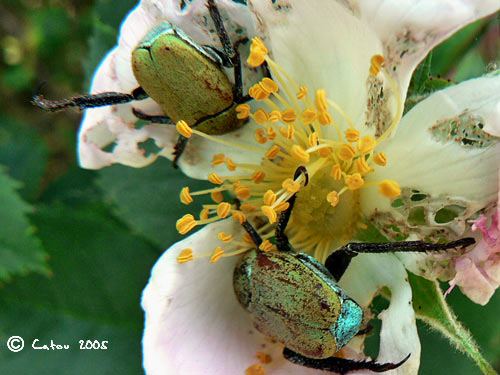 L'Hoplie Argente Hoplia argentea