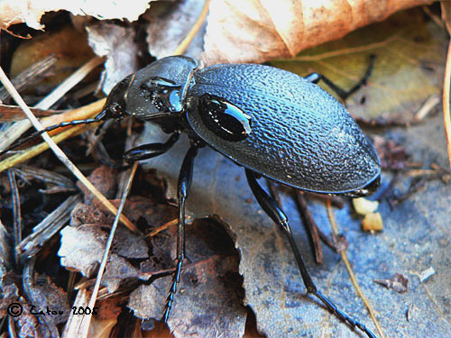 Procruste chagrin Carabus coriaceus 