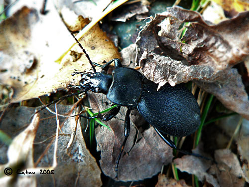 Procruste chagrin Carabus coriaceus 