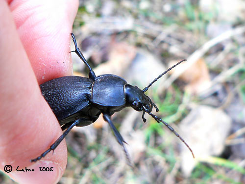 Procruste chagrin Carabus coriaceus 