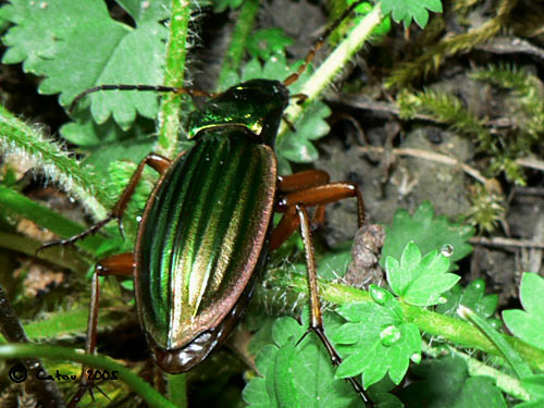 Le carabe dor Carabus auratus 