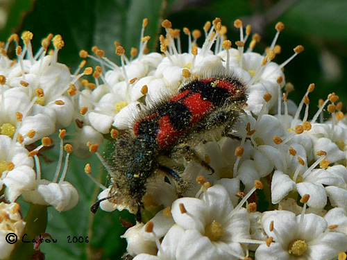 Trichodes alvearius 