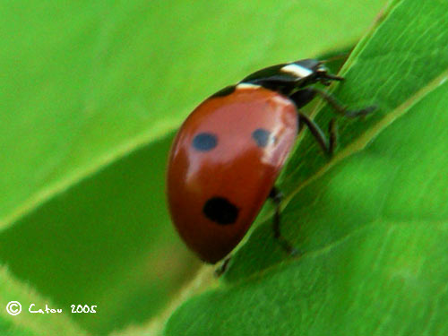 Coccinelle  7 points Coccinella 7-punctata 