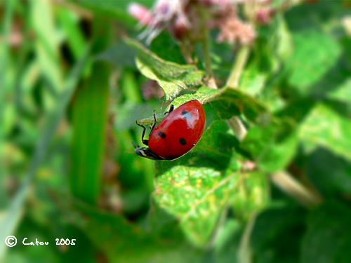 Coccinelle  7 points Coccinella 7-punctata 