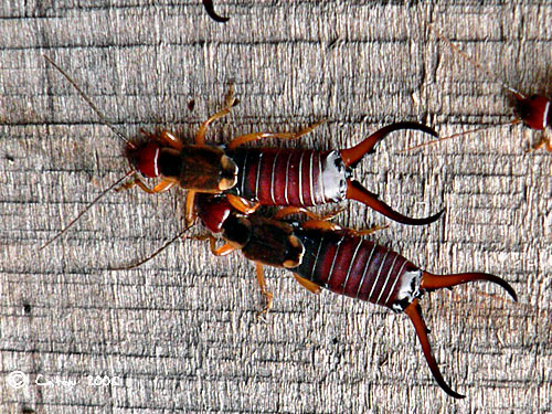 Le Forficule commun Forficula auricularia 