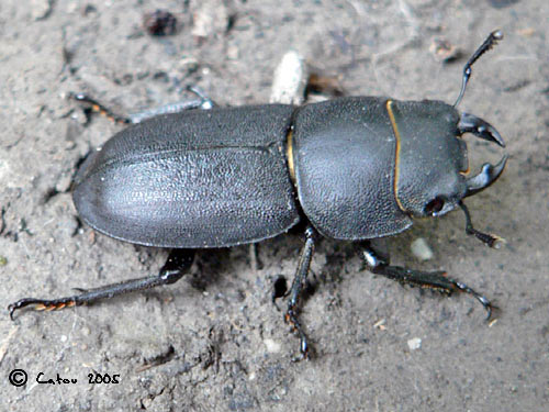 La Petite biche Dorcus parallelipipedus 
