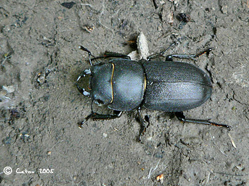 La Petite biche Dorcus parallelipipedus 