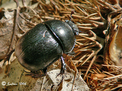 Le gotrupe du fumier Geotrupes stercorarius