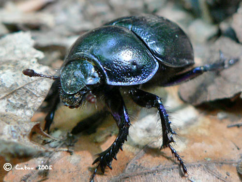 Le gotrupe du fumier Geotrupes stercorarius
