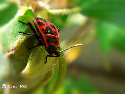 Le gendarmePyrrhocoris apterus 