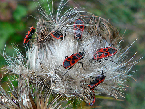 Le gendarmePyrrhocoris apterus 