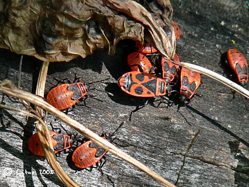 Le gendarmePyrrhocoris apterus 