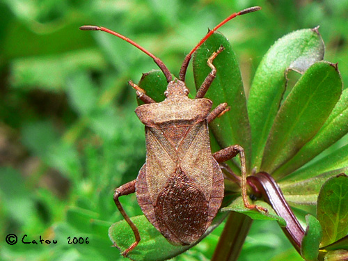 La punaise brune Coreus marginatus