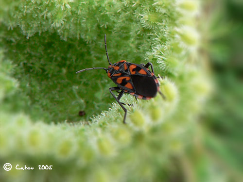 La punaise  damier Lygaeus saxatilis