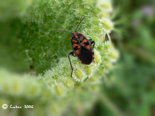 La punaise  damier Lygaeus saxatilis