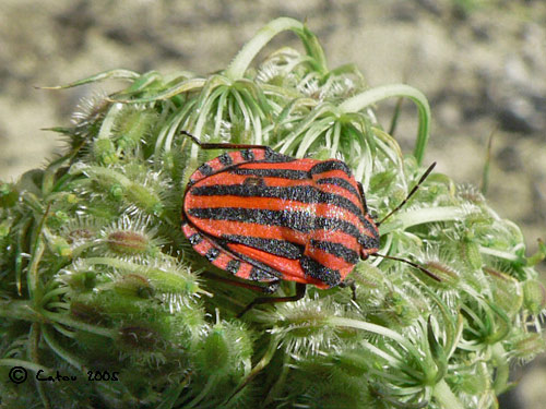 Scutellaire raye Graphosoma lineatum 