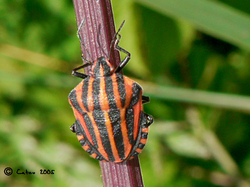 Scutellaire raye Graphosoma lineatum 