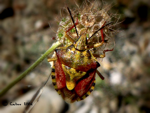 Punaise Carpocoris fuscispinus