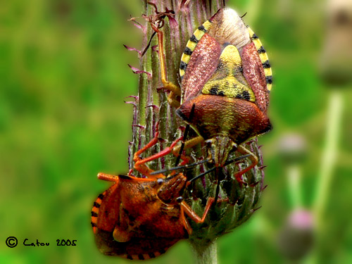 Punaise Carpocoris fuscispinus