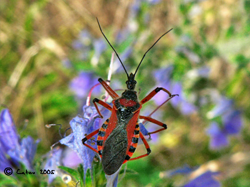 La Rduve irascible Rhinocoris iracundus