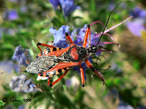 La Rduve irascible Rhinocoris iracundus