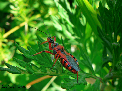 La Rduve irascible Rhinocoris iracundus