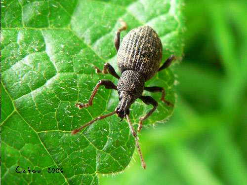L'Hyliobe du pin Hyliobius abietis 
